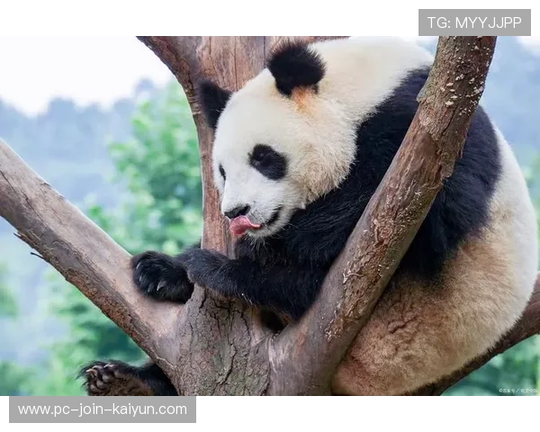 熊猫杯压力山大——如何在忙碌生活中找到一片宁静 熊猫杯压力山大——如何在忙碌生活中找到一片宁静